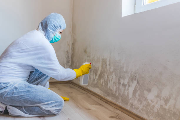 Clifton Heights, PA Mold Inspection, Removal & Remediation Company